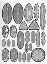 Plate 14. Marine Diatoms from Cape Verde