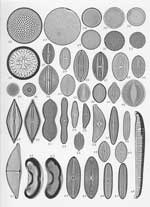 Plate 15. Marine Diatoms from Cape Verde