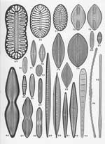 Plate 16. Marine Diatoms from Cape Verde