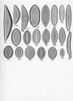 Plate 18. Marine Diatoms from Cape Verde