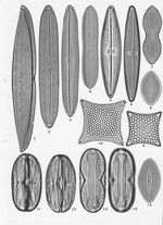 Plate 19. Marine Diatoms from Cooktown, N.E. Australia
