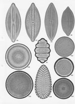 Plate 20. Marine Diatoms from Cooktown, N.E. Australia