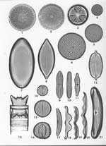 Plate 21. Marine Diatoms from the Galapagos Islands