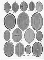 Plate 22. Marine Diatoms from the Galapagos Islands
