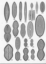 Plate 23. Marine Diatoms from the Galapagos Islands