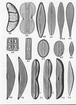 Plate 24. Marine Diatoms from the Galapagos Islands
