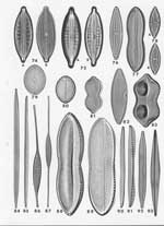 Plate 25. Marine Diatoms from the Galapagos Islands