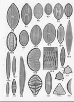 Plate 26. Marine Diatoms from the Galapagos Islands
