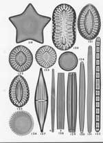 Plate 27. Marine Diatoms from the Galapagos Islands
