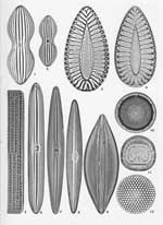 Plate 28. Marine Diatoms from Aberdeen Bay, Hong Kong