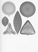 Plate 29. Marine Diatoms from Aberdeen Bay, Hong Kong