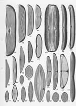 Plate 2. Marine Diatoms from the Azores