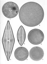 Plate 30. Marine Diatoms from Samarang, Java