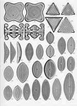 Plate 41. Marine Diatoms from the Philippine Islands
