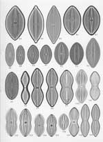 Plate 42. Marine Diatoms from the Philippine Islands