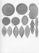 Plate 43. Marine Diatoms from the Philippine Islands