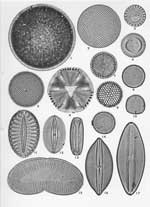 Plate 44. Marine Diatoms from Singapore