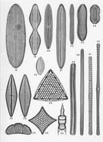 Plate 45. Marine Diatoms from Singapore