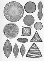 Plate 46. Marine Diatoms from Singapore