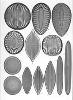 Plate 47. Marine Diatoms from Samoa