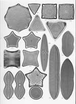 Plate 48. Marine Diatoms from Samoa