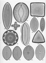 Plate 49. Marine Diatoms from Samoa