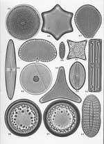 Plate 50. Marine Diatoms from Various and Unknown Localities