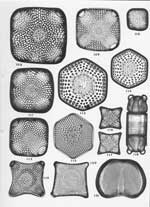 Plate 5. Marine Diatoms from the Azores