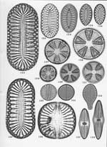 Plate 6. Marine Diatoms from the Azores