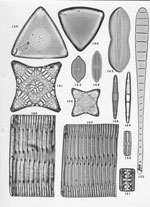 Plate 7. Marine Diatoms from the Azores