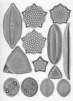 Plate 9. Marine Diatoms from Campeche Bay, Mexico