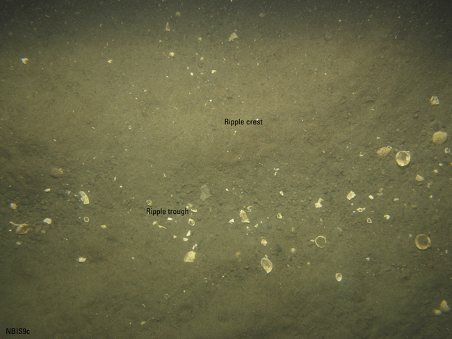 Figure 23. Photograph of the sea floor in the study area.