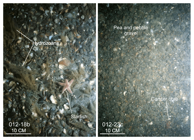 Figure 26. Photographs of gravel and gravelly sediment in the study area.
