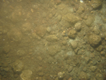 Photograph showing the sea floor in the study area.