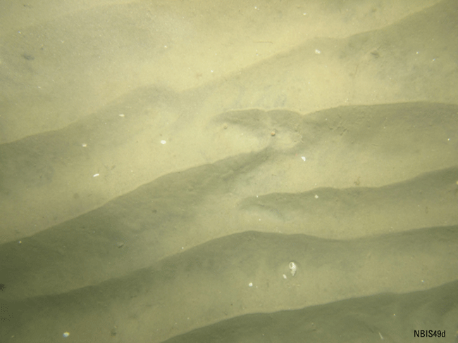 Figure 22. Photograph of the sea floor in the study area.