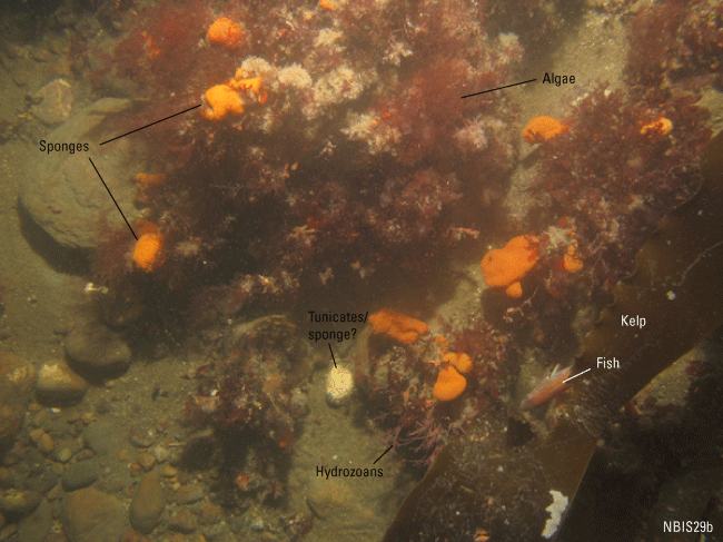 Figure 23. Photograph of the sea floor in the study area.