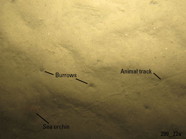 Figure 25. Photograph of the sea floor in the study area.