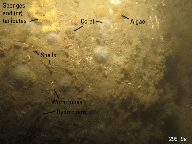 Figure 26. Photograph of the sea floor in the study area.