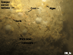 Thumbnail image of figure 26 and link to larger figure. Photograph of the sea floor in the study area.