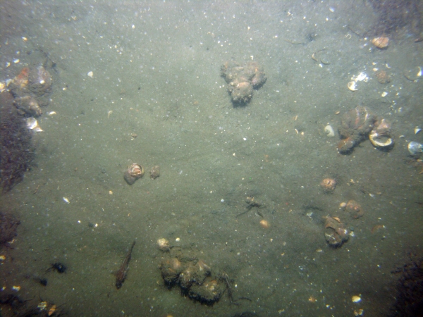 Image of seabed - photo.