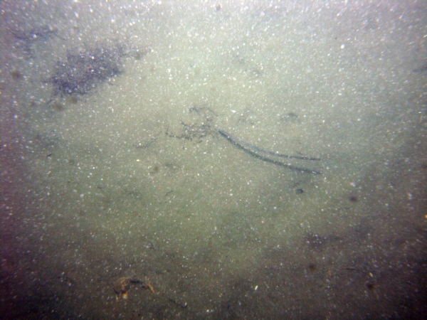 Image of seabed - photo.