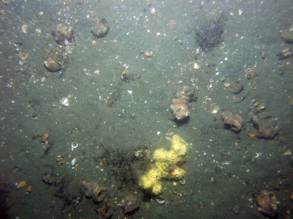 Image of seabed - photo.