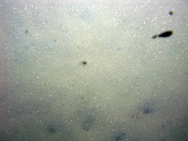 Image of seabed - photo.