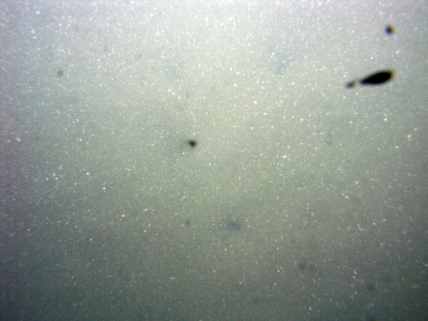 Image of seabed - photo.