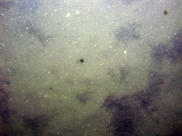 Image of seabed - photo.