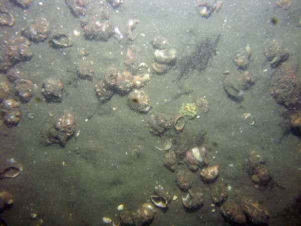 Image of seabed - photo.