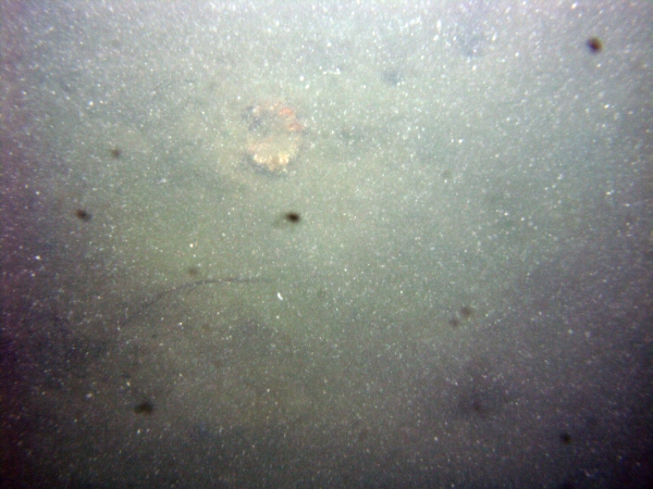 Image of seabed - photo.