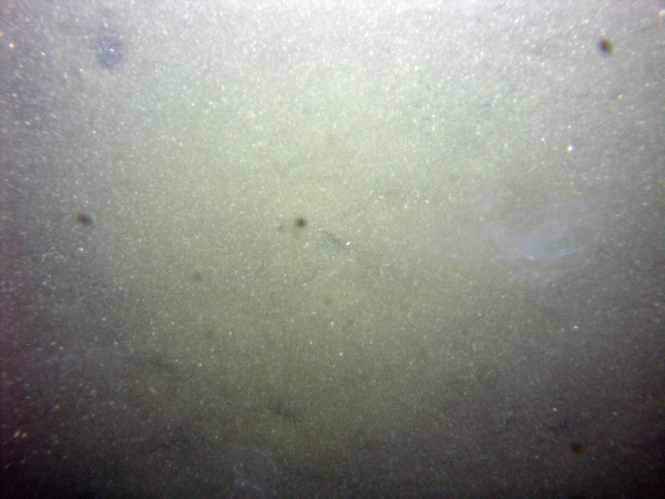 Image of seabed - photo.