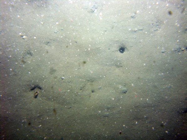 Image of seabed - photo.