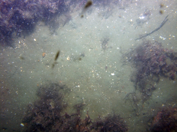 Image of seabed - photo.